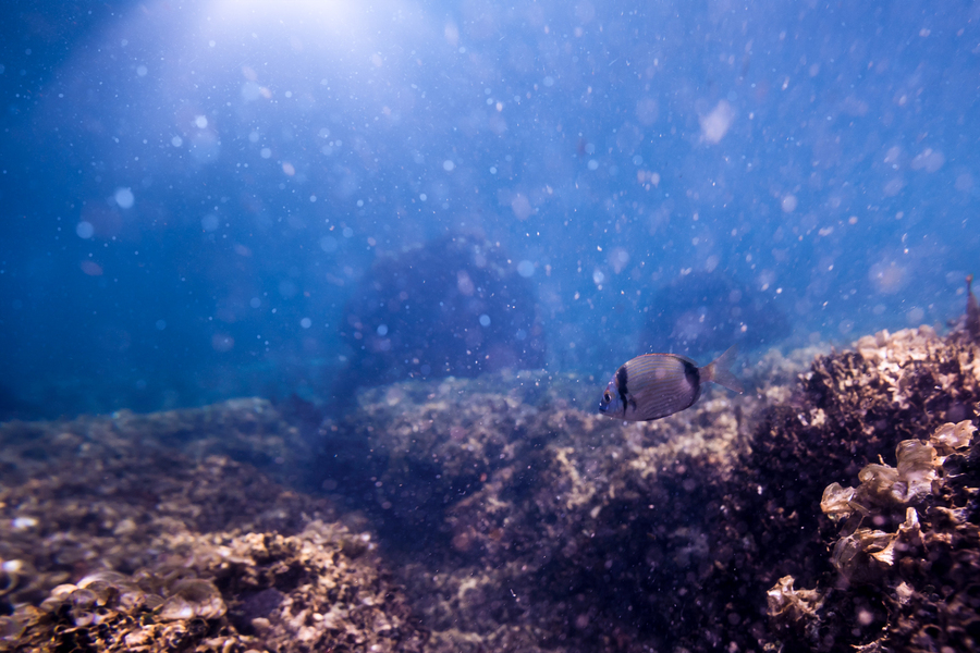 Ocean flood with floating dust