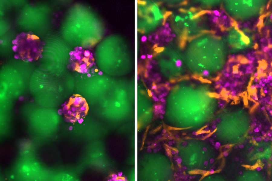 Two views show glowing green spheres, and the right image shows spaces in between spheres now filled with magenta and orange, creating a slurry.