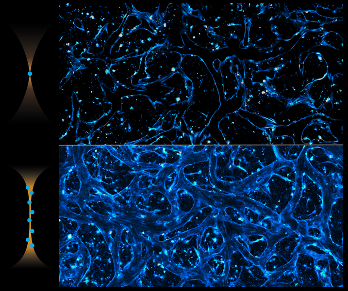 On top, vein-like objects are vaguely outlined in blue. On bottom, a more 3D, detailed view of the veins are pictured.