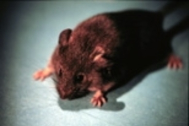 Whitehead scientists were able to modify genetic material in embryonic cells before using these cells to clone Tetley, the transgenic clone shown above.