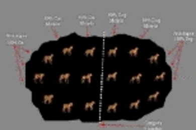 Monkeys looked at these computer-generated images of composite cats and dogs developed by MIT researcher Tomaso Poggio and pressed a joystick if an image was mostly cat or mostly dog. Individual neurons in the monkeys' brains became tuned to the entire category of "cat" and others to "dog."