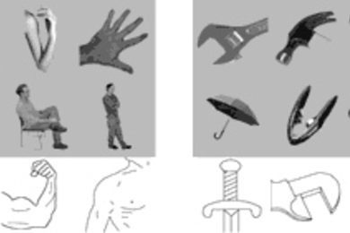 In the latest in a series of findings on highly specific brain functions by Nancy Kanwisher, professor of brain and cognitive sciences at MIT, researchers have identified the extrastriate body area (EBA) in the brain. The EBA responds strongly to pictures of body parts such as those pictured on the left, and does not respond strongly to similarly shaped images such as those on the right.