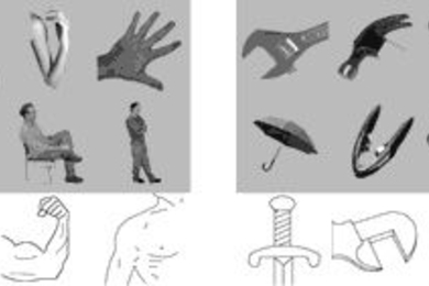 In the latest in a series of findings on highly specific brain functions by Nancy Kanwisher, professor of brain and cognitive sciences at MIT, researchers have identified the extrastriate body area (EBA) in the brain. The EBA responds strongly to pictures of body parts such as those pictured on the left, and does not respond strongly to similarly shaped images such as those on the right.
