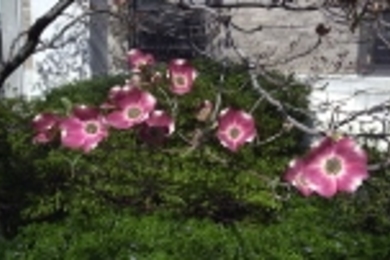 Dogwood tree