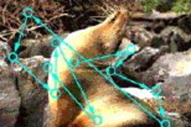 The figure above shows a sequence of eye movements made by a monkey  that is freely viewing a natural image (the circles represent fixation locations).  Natural viewing is an active process in which the eye moves between image locations  that vary in content