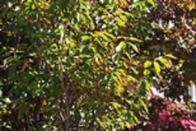 Father Paul Reynolds (behind tree), Prashant Arce-Doshi (S.B. 1995) and Jacqueline Henke (S.B. 1997) were among those who gathered at the Alpha Phi house to plant a tree in memory of Lizette Arce-Doshi (S.B. 1995).