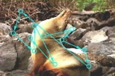 This figure shows a sequence of eye movements made by a monkey that is freely viewing a natural image, a seal on a rocky beach. The circles represent fixation locations. Natural viewing is an active process in which the eye moves between image locations that vary in content.