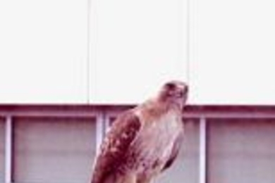 A red-tailed hawk perched outside Building E40 on the MIT campus.