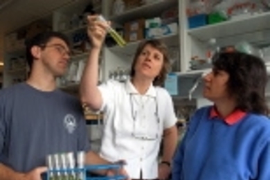 Professor Penny Chisholm (center) and post-docs Erik Zinser and Debbie Lindell survey a plankton sample.