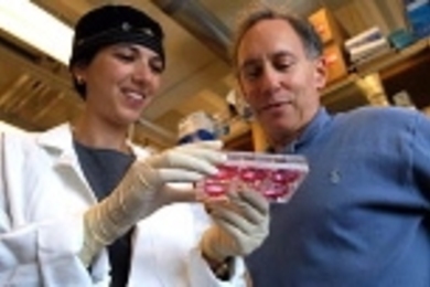 MIT researcher Shulamit Levenberg, left, and Professor Robert Langer survey 3-D scaffolds "seeded" with human embryonic stem cells