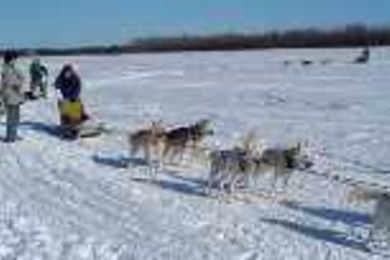 Sophomore Ross Fu (far left) looks on as a sled dog musher shows her skills.