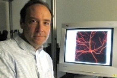 Mark Bear (above, with an image of a neuron on his computer monitor) has done research that implicates a single mutated gene and protein in the many symptoms of fragile X syndrome.
