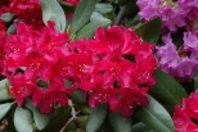 Rhododendrons in bloom are dressing up the campus for Friday's Commencement exercises.