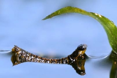 The larva of a waterlily leaf beetle gets ready to propel itself up onto a leaf using a technique recently discovered by MIT researchers.