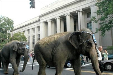 A troupe of elephants march to work past the main entrance to MIT on Massachusetts Ave. The Asian elephants were en route to their gig at  TD Banknorth Garden in Boston, where they will perform in the Ringling Brothers and Barnum &amp; Bailey Circus Oct. 7-16.