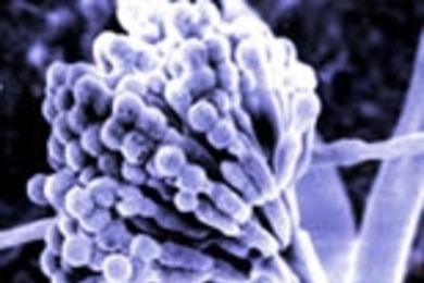 Aspergillus nidulans