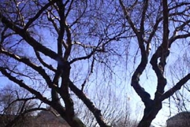 The great American elm in Killian Court survived Dutch elm disease, but has died and will be removed in late March.