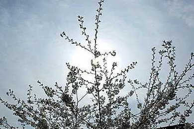 Trees bloom around campus as MIT gears up to celebrate Earth Day on Thursday, April 27.