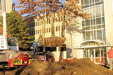Two 40-foot pin oak trees were moved from Building E56 to their new home on Carleton Street across from the entrance to MIT Medical.