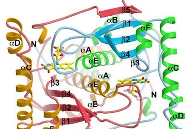 This is a ribbon diagram of the enzyme BluB, which MIT researchers have shown catalyzes the formation of DMB, a fragment of vitamin B12. The stick drawings (in yellow, red and blue) represent cofactors that the enzyme cannibalizes to form DMB.