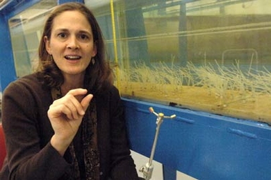 MIT Professor Heidi Nepf of civil and environmental engineering is working with scaled physical models of river plants, at right, to understand more precisely how water moves through such plants and their effect on aquatic ecology.