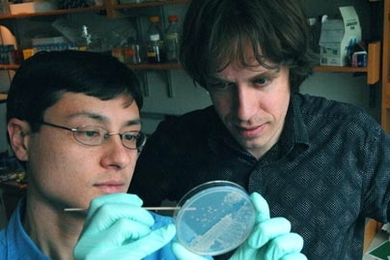 Physics postdoctoral fellow Jeff Gore, left, and physics professor Alexander van Oudenaarden are harvesting yeast cells for experiments exploring the evolution of cooperation.