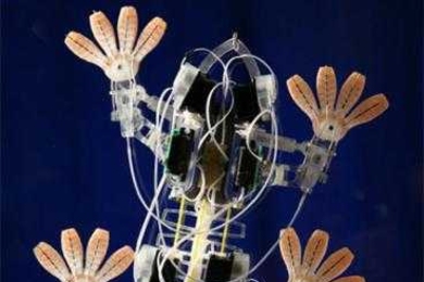 Stickybot has specially designed footpads, inspired by the surface of a gecko’s foot, that allow it to climb smooth surfaces. MIT Assistant Professor Sangbae Kim worked on the robot as a graduate student at Stanford.