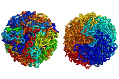 Until recently, scientists theorized that DNA organized itself into a structure known as an equilibrium globule, left. This type of structure is highly tangled, and stretches of DNA located near each other on a chromosome may be far apart in the 3D structure. MIT, Harvard and UMass Medical School researchers have shown that DNA is actually organized as a fractal globule, right, which resists knott...