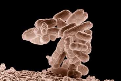 A close-up view of E. coli.