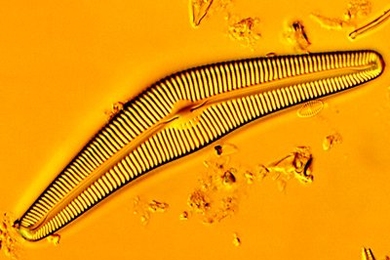 An image of a species of diatom, <em>Cymbela cistula</em>. Markus Buehler says diatoms are a good example of the way weak building blocks — in this case, fragile and brittle silica — can be used in biology to build strong and durable materials, by assembling them in structures organized differently at different scales.