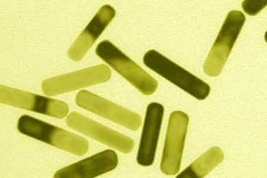 bacteria