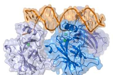 A representation of a complex between DNA and the protein p53.