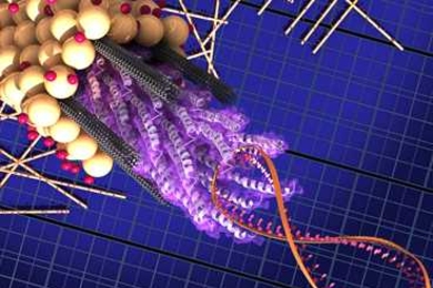 In this diagram, the M13 virus consists of a strand of DNA (the figure-8 coil on the right) attached to a bundle of proteins called peptides — the virus coat proteins  (the corkscrew shapes in the center) which attach to the carbon nanotubes (gray cylinders) and hold them in place. A coating of titanium dioxide (yellow spheres) attached to dye molecules (pink spheres) surrounds the bundle. More ...