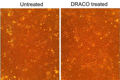 The microscope images above show that DRACO successfully treats viral infections. In this set of four photos, dengue hemorrhagic fever virus kills untreated monkey cells (lower left), whereas DRACO has no toxicity in uninfected cells (upper right) and cures an infected cell population (lower right).