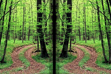 New research suggests that some parts of the brain perceive a scene and its mirror image as one and the same, meaning those regions are involved in scene categorization rather than navigation. 