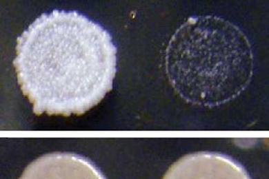 Prions are frequently beneficial. A wine strain of yeast that naturally contains prions — in this case formed by a particular transcription factor — can grow in the presence of an antifungal drug (left), but becomes susceptible to the drug when the prions are eliminated (right). The prions did not affect growth in the absence of the drug (bottom).