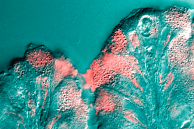 A surface mucous cell bordering on the stomach lumen secretes mucus (pink stain).