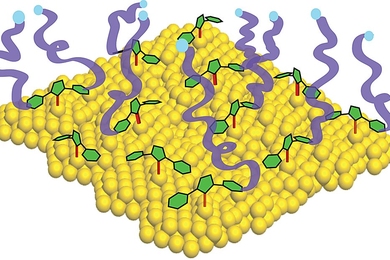 Diagram shows a gold surface (in yellow) with carbene anchors (green) attaching polymer molecules (purple ribbons) to the surface. MIT researchers found that such carbene anchors can be used to attach many different kinds of materials to a variety of surfaces.