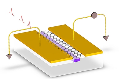 In a new graphene-on-silicon photodetector, electrodes (gold) aredeposited, slightly asymmetrically, on either side of a silicon waveguide(purple). The asymmetry causes electrons kicked free by incoming light toescape the layer of graphene (hexagons) as an electrical current.