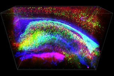 Three-dimensional view of stained hippocampus showing fluorescent-expressing neurons (green), connecting interneurons (red) and supporting glia (blue).