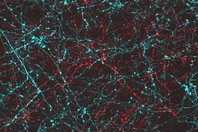 MIT-led researchers engineered neurons so they can be activated with either blue or red light, allowing each population to be controlled separately.