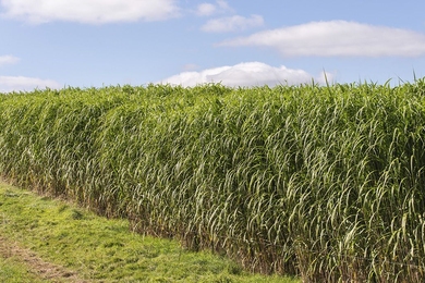 Miscanthus