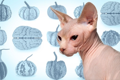 Why do layered materials form one kind of wrinkly pattern or another? MIT associate professor of mechanical engineering Xuanhe Zhao and postdoc Qiming Wang describe a patterning process that applies to everything, including folds of the brain, wrinkles on a cat, or the ridged skin of pumpkins.
