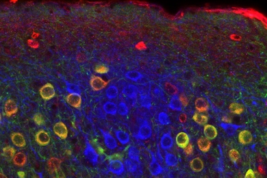 This image shows entorhinal "ocean cells" (red) and "island cells" (blue). Green fluorescence indicates ocean cells that have been genetically altered.