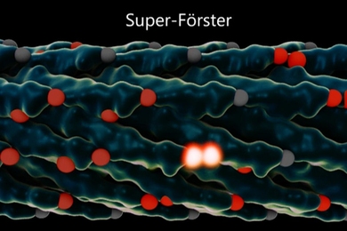 Rendering of a virus used in the MIT experiments. The light-collecting centers, called chromophores, are in red, and chromophores that just absorbed a photon of light are glowing white. After the virus is modified to adjust the spacing between the chromophores, energy can jump from one set of chromophores to the next faster and more efficiently.