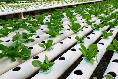 Rows of sprouted plants