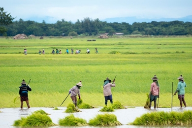 A group of Burmese woman grow rice on a rice paddy. A new study indicates that agriculture in Mynamar and other countries will experience substantial productivity declines in the next 30 years due to climate change. 

