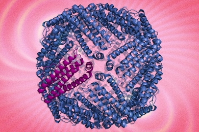 Shown here is a ferritin protein complex. MIT researchers are using protein engineering the boost the magnetic characteristics of the protein to track cells. 