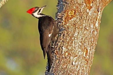 A new video series weaves together intimate observations of bird behavior and physiology with engineering “explainers.” Pictured here is a female pileated woodpecker.