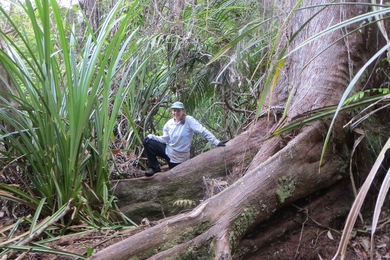 MIT grad student Alison Hoyt studies the carbon cycle of Borneo’s tropical peat swamp forests. 